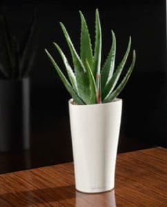 indoor plants and cancer - Aloe Vera 