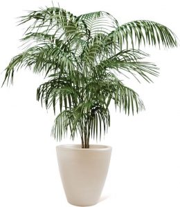 indoor plants and cancer - Bamboo Palm