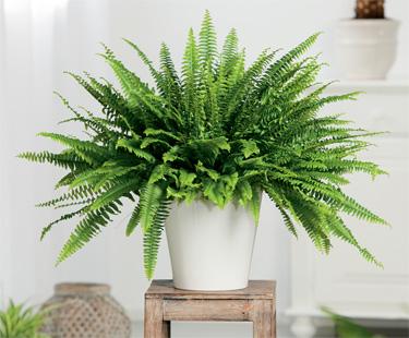 indoor plants and cancer - Boston Fern