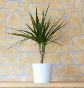 indoor plants and cancer - Dragon Tree