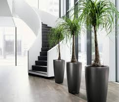 indoor plant and Areca Palm
