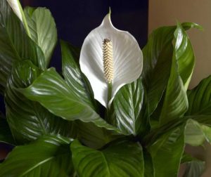 indoor plants and cancer - Peace Lily